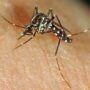 Mientras en Las Rozas y Boadilla se activan planes concretos contra el mosquito tigre, en Pozuelo, aparte de unas normas genéricas (con publicidad privada), solo hay silencio y dejadez