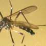 El Gobierno de Castellón suelta miles de mosquitos tigre estériles en sus parques: por 2º año consecutivo y el curioso sistema que funciona y consigue buenos resultados
